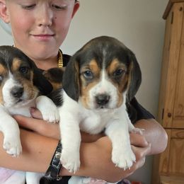 Beagles from Tina Baker