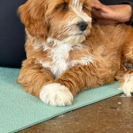 Finn - Red  male Goldendoodle puppy in Calhoun, Georgia from Happy Top Doodles