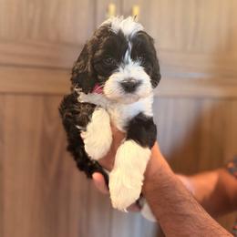 Parti female - Parti female Goldendoodle puppy in Vallejo, California from Well Rooted Doodles