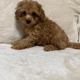 Stella - Red  female Poodle puppy in Auburn, Georgia from Southern Poodles