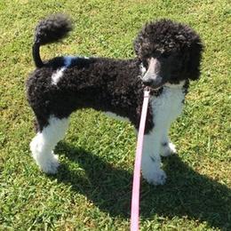 Aussiedoodles from Karen's Aussiedoodles