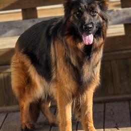 Tala - German Shepherd