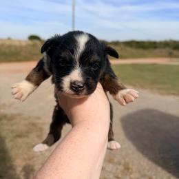 Boy 1 - Black tri-color male Australian Shepherd puppy in Cushing, Oklahoma from Little Pastures Australian Shepherds