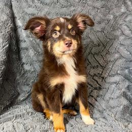 Boy 2 - Red tri male Miniature Australian Shepherd puppy in Hokes Bluff, Alabama from Alegria Toy Aussies