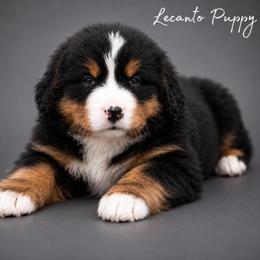 Padme - Tri-color female Bernese Mountain Dog puppy in Lecanto, Florida from Lecanto Puppy