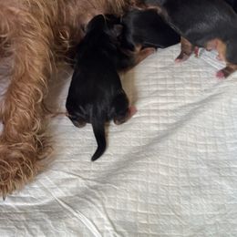 Frederick Flair - Blue and gold male Yorkshire Terrier puppy in Waianae, Hawaii from Makanalani Yorkies and Iggys