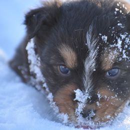 Australian Shepherd Puppies from 10-BAR-Y RANCH
