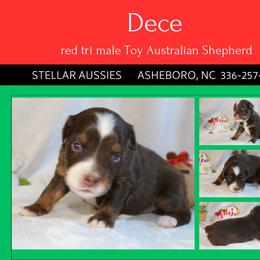 Dece - Red tri male Toy Australian Shepherd puppy in Asheboro, North Carolina from Stellar Aussies