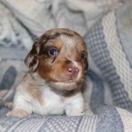 Chocolate Dapple Pie Male 2 - Dapple male Dachshund puppy in Pontotoc, Mississippi from Doubletake Doodles & Dachshunds
