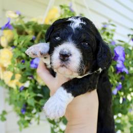 Brie - Tri-color female Bernedoodle puppy in Comanche, Texas from Central Texas Doodles, LLC.