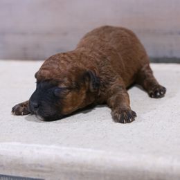 Jack - Red male Whoodle puppy in West Bend, Iowa from Blue Skies Terriers
