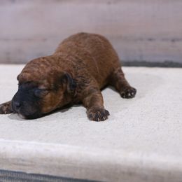 Jack - Red male Whoodle puppy in West Bend, Iowa from Blue Skies Terriers