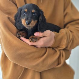 Luther - Black and tan male Dachshund puppy in Crystal, Michigan from Mare-bella Dachshunds