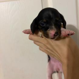 Addison - Piebald female Dachshund puppy in Willis, Texas from Dots Dachshunds