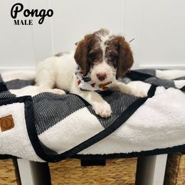 Pongo - Tri-color Labradoodle puppy in West Haven, Utah from Lucy’s Labradoodles