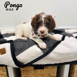 Pongo - Tri-color Labradoodle puppy in West Haven, Utah from Lucy’s Labradoodles
