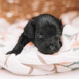 Purple Girl - Black female Cavapoo puppy in Mckinney, Texas from Doodles of North Tx