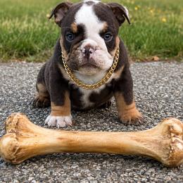 Champ Mitch - Chocolate tri-color male Bulldog puppy in Seattle, Washington from mama Myra bulldogs