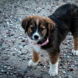 Sporty Mix Puppies from Seay's Sporty Mixes