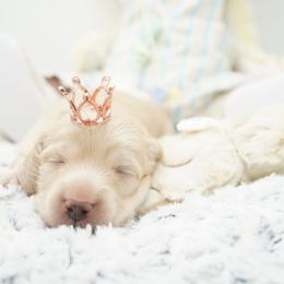 Dereck McDreamy - Cream male Dachshund puppy in Big Rapids, Michigan from 30 Acre Woods Dachshunds