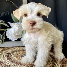 Axel - Wheaten male Miniature Schnauzer puppy in Menifee, California from Moonshine’s Minis