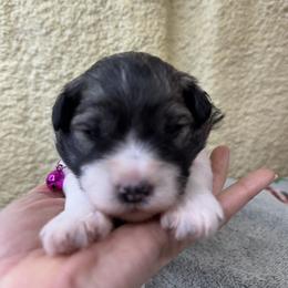 Angie - Parti female Miniature Schnauzer puppy in Comanche, Texas from Circle R Sidney
