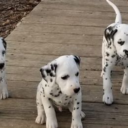 Dalmatians from Choco Chip Dalmatians