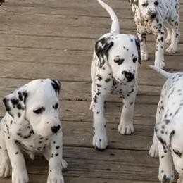Dalmatians from Choco Chip Dalmatians