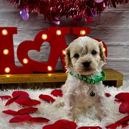 Frost - Blenheim male Cavapoo puppy in Lancaster, Missouri from Cavapoo Acres