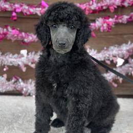 Belle - Blue female Poodle puppy in Rocklin, California from Brienwood Poodles