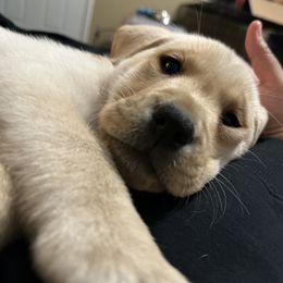 Labrador Retriever Puppies from Red Barn Family Labs