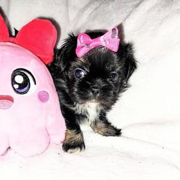 Petal - Blue female Shih Tzu puppy in Arcadia, Florida from Kitsune Cuddles and kisses
