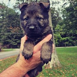 Blue collar - Sable male German Shepherd puppy in Dexter, Missouri from Vom Morris Haus German Shepherds