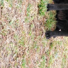 Maggie  - Labrador Retriever