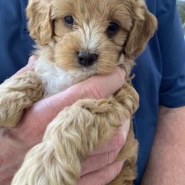 Cavapoo and Poodle Puppies from Red Paw Farm