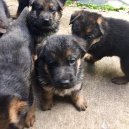 German Shepherd Puppies from Kron-Muller Haus Shepherds