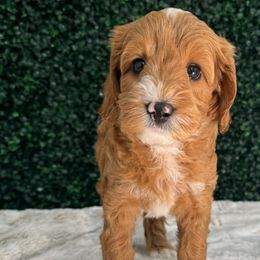 Black boy - Red Australian Labradoodle puppy in Modesto, California from Two Doods Doodles