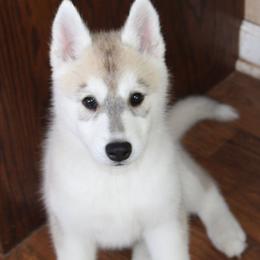 Paramore - Gray and white female Siberian Husky puppy in Le Sueur, Minnesota from Tevana Siberians LLC