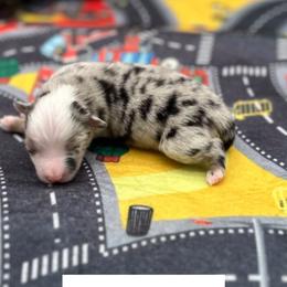 Captain - Blue merle male Miniature Australian Shepherd puppy in Queen Creek, Arizona from Arizona Aussies
