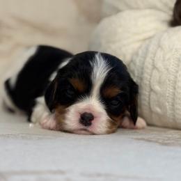 Alfie - Tri-color male Cavalier King Charles Spaniel puppy in Broxton, Georgia from Cavalier & Co.