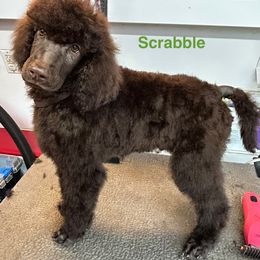 Scrabble - Brown Poodle puppy in Berea, Kentucky from Legacy Poodles