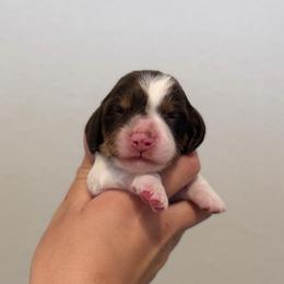 Chocolate And Tan Piebald Male - Piebald male Dachshund puppy in El Paso, Texas from IVK9's Dachshunds
