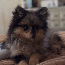 Aura - Pomeranian