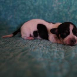 Boy 2 - Piebald male Dachshund puppy in Quemado, New Mexico from TNT Dachshunds