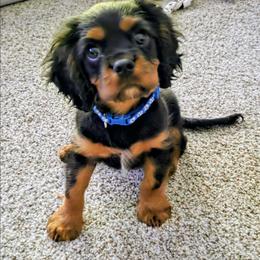 Timber - Black and tan male Cavalier King Charles Spaniel puppy in Willmar, Minnesota from Starlite Cavaliers