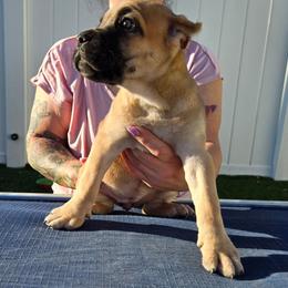 SPRITE - Fawn female Cane Corso puppy in St. Augustine, Florida from RG2 Cane Corsos