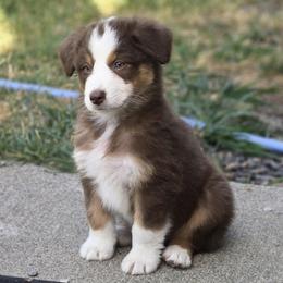 Australian Shepherd puppies from CTC Aussies