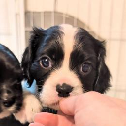 Bodhi - Black and white male Cavalier King Charles Spaniel puppy in Stilwell, Oklahoma from Love Bug Cavaliers