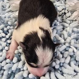 Elaina - Black and white female Pomsky puppy in Elgin, Oregon from Kenna'z Kuddly Pomskiez