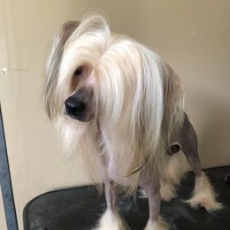 Juice - Chinese Crested